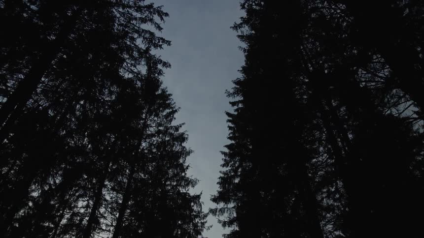 A slow, upward-looking view of the twilight sky through the dark silhouettes of tall evergreen trees