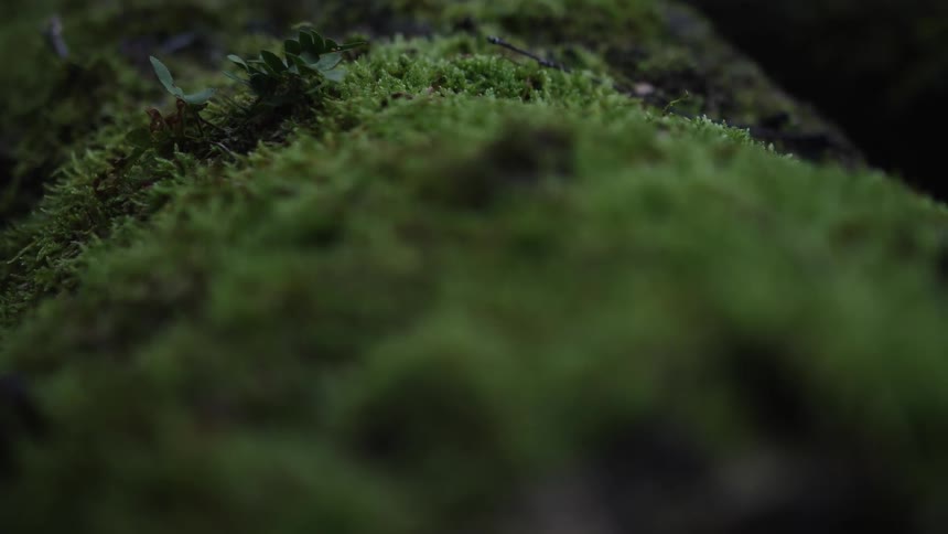 A detailed macro shot captures a slow focus pull across lush green moss covering a surface in a dimly lit forest