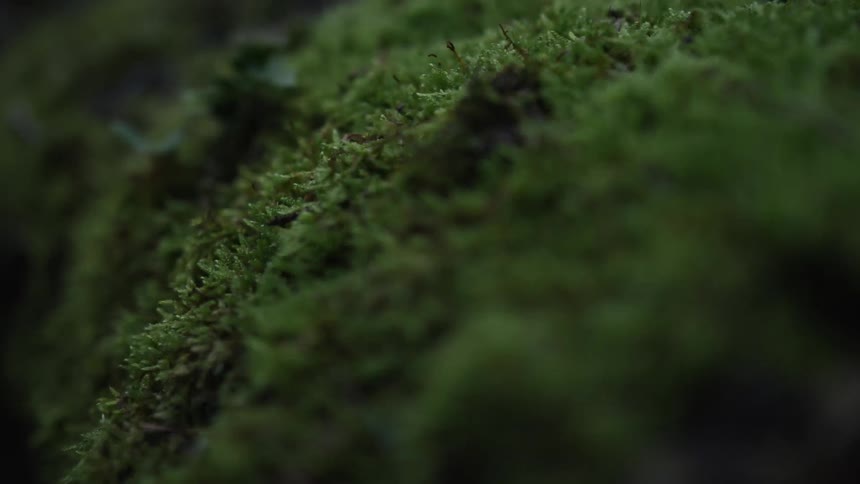 A lush, green carpet of moss is explored in a beautiful macro shot with shifting focus