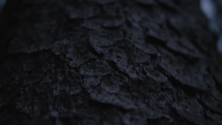 A slow, moody close-up shot panning up the dark, textured bark of a tree trunk in low light