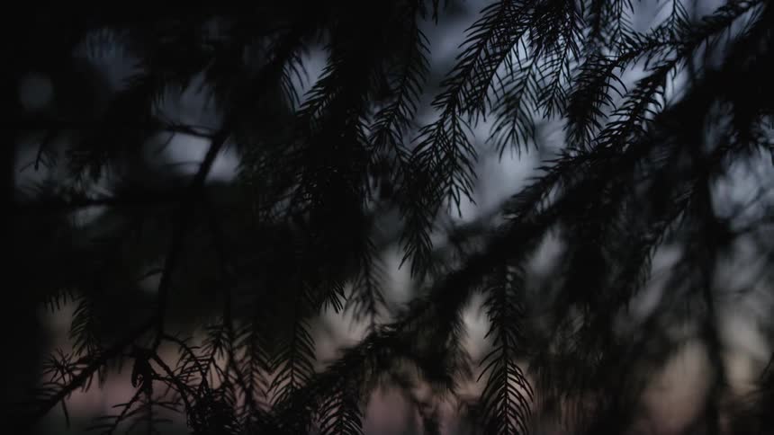 Moody close up of silhouetted pine tree branches against a darkening sky at dusk