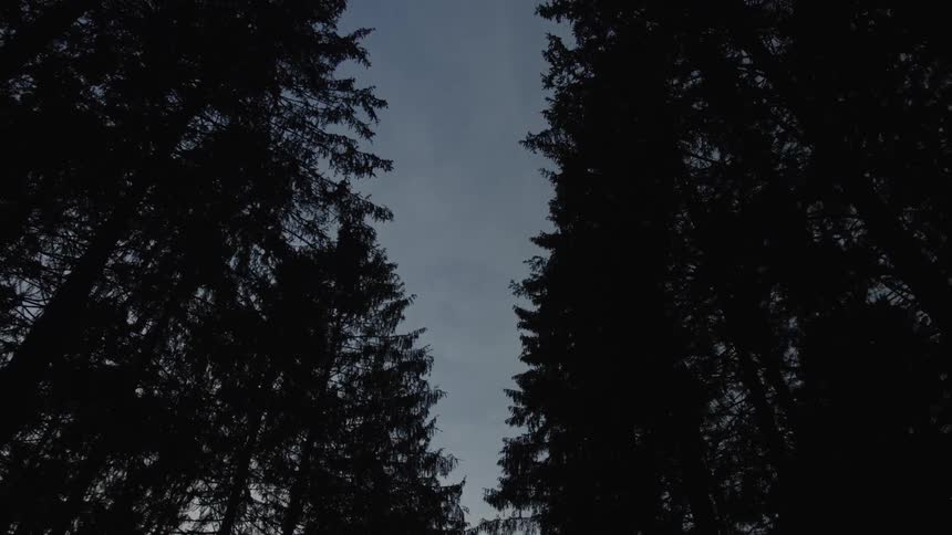 A slow tilt up towards the dusky sky through the dark silhouettes of tall pine trees in a dense forest