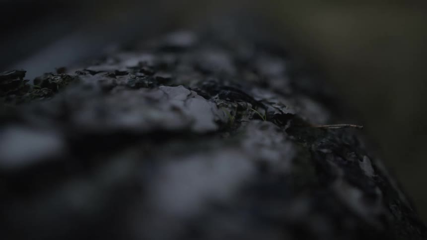 A slow focus pull reveals the intricate texture of tree bark on a fallen log in a dimly lit forest