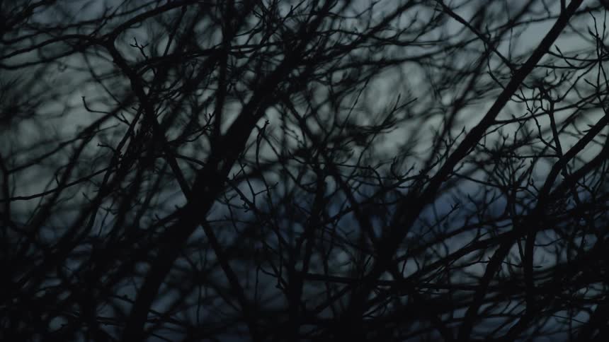 A rack focus shot shows the eerie silhouette of bare tree branches against a dark, cloudy sky