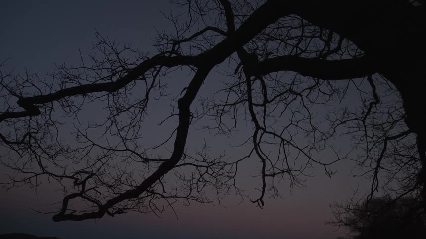 The dark silhouette of a bare tree's branches against the twilight sky