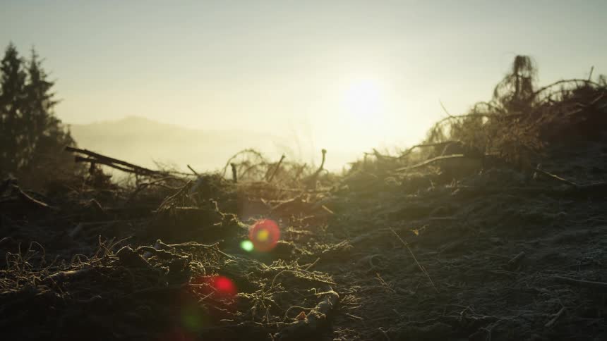Golden morning sun rises over a frosty, clear-cut forest area with a prominent lens flare