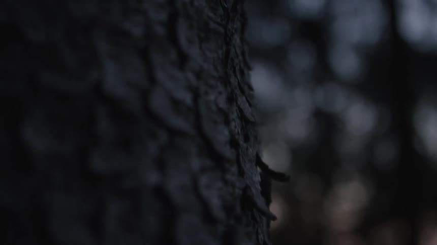 A slow-motion macro shot of the textured bark of a tree in a dark, atmospheric forest at dusk