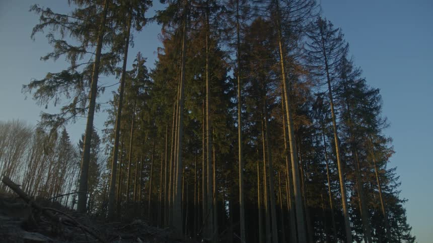 A low-angle view of majestic pine trees on a forest hillside against a clear blue sky at golden hour