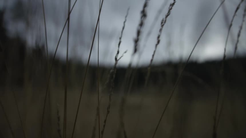 A slow-motion dolly shot moves through blades of dry grass in a field on a gloomy, overcast day