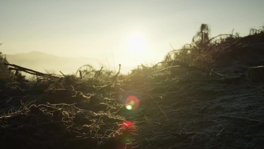 Morning frost covers the desolate ground of a logged forest as the sun rises, creating a beautiful lens flare
