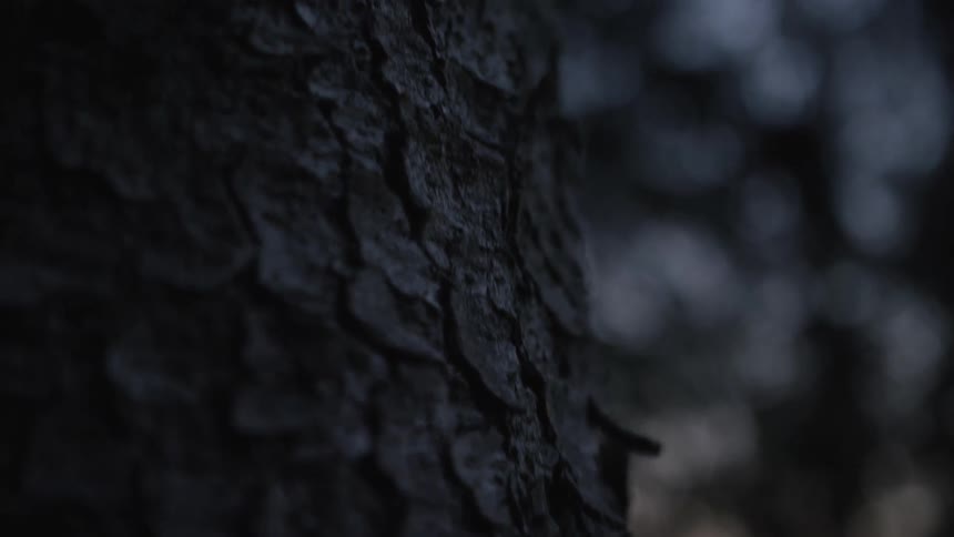 A macro close-up shot slowly pans across the rough texture of dark tree bark in a moody forest at night
