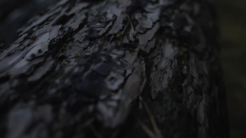 A slow pan across the detailed texture of tree bark in a dark and moody forest