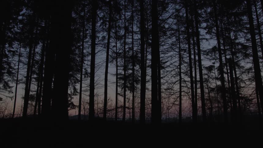 Silhouettes of a dense pine forest stand against a colorful sky during twilight