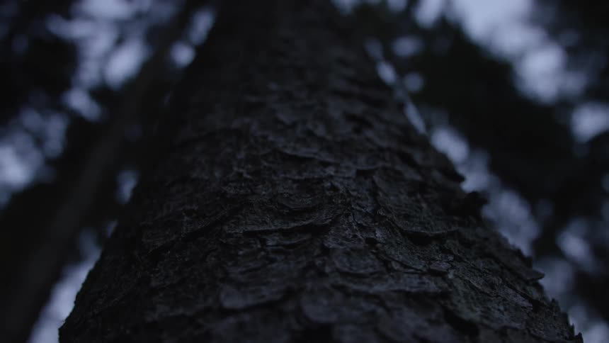 A moody low-angle close-up reveals the textured bark of a tree trunk in a dark forest