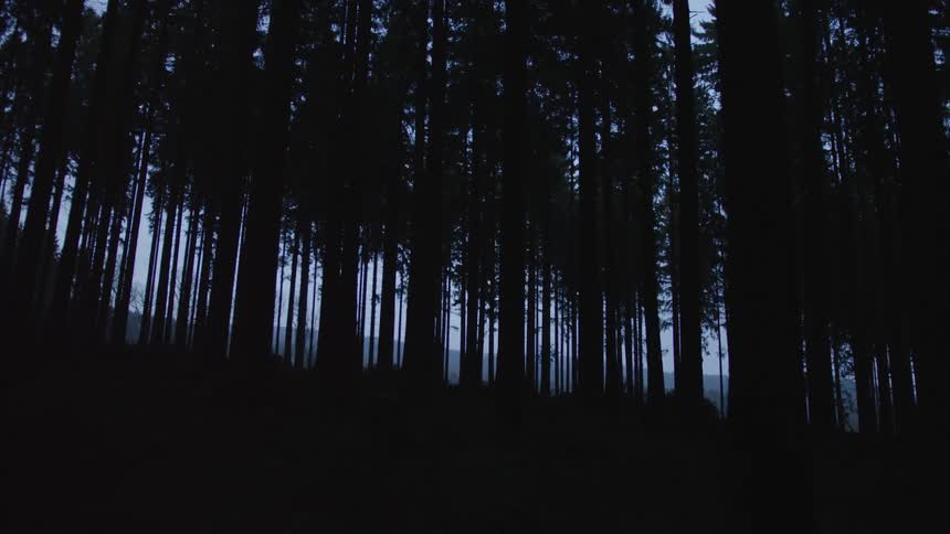 A slow shot reveals the dark silhouettes of tall pine trees in a mysterious and foggy forest at twilight