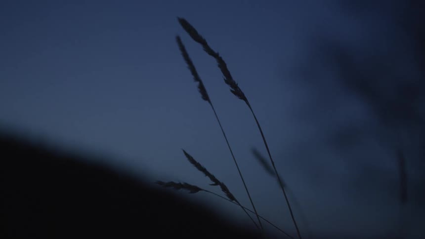 A few blades of grass stand silhouetted against the serene, dark blue sky at dusk