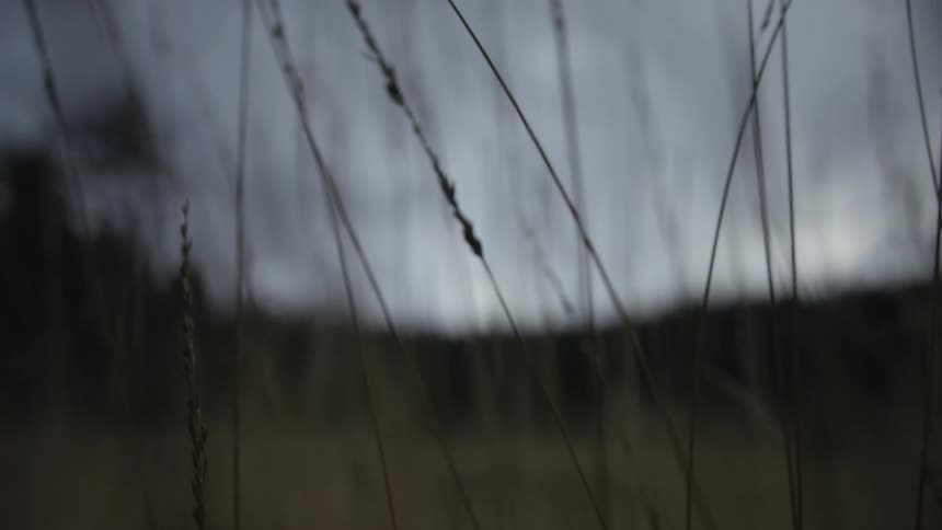 A somber close-up of dry grass stalks against a blurry, dark landscape under an overcast sky