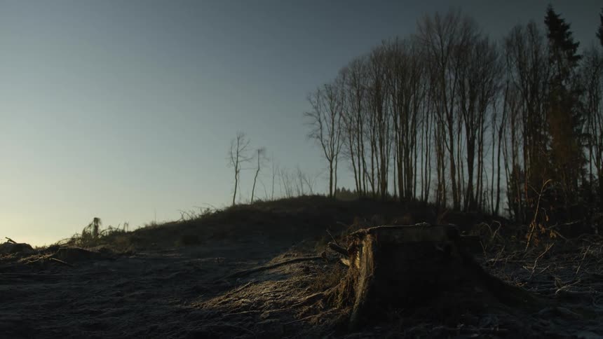 A tree stump remains on a frosty, clear-cut hill as the sun rises, silhouetting the remaining forest