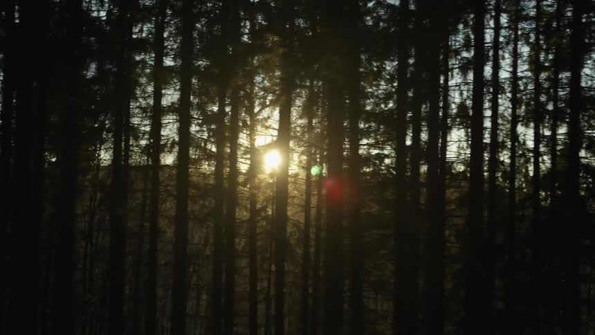 A serene tracking shot reveals the golden sun shining through a dense, silhouetted forest at dusk