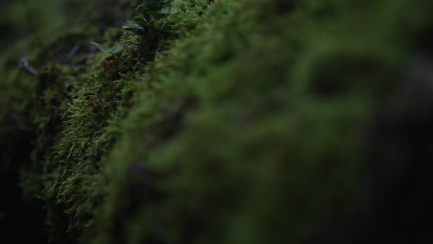 A slow-motion macro shot reveals the intricate details of lush green moss in a forest