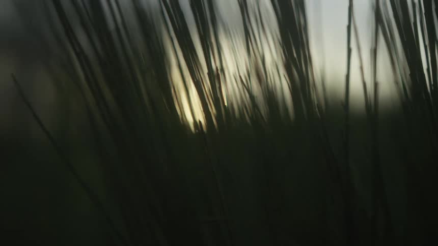 A dreamy close-up of silhouetted grass swaying gently with the golden hour sun in the background