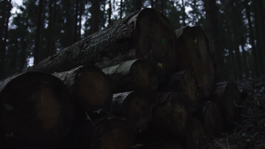 A pile of freshly cut tree trunks lies stacked in a dark and gloomy forest at dusk