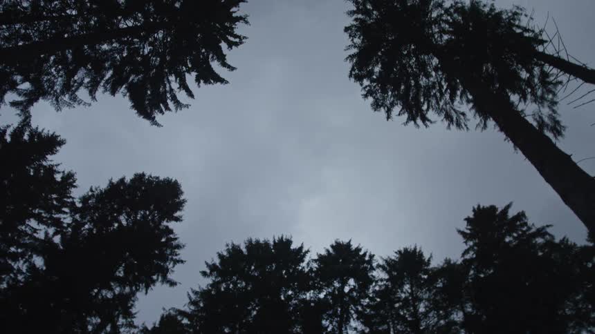 A slow, low-angle pan reveals the dark silhouettes of tall pine trees against a moody, overcast sky in a spooky forest