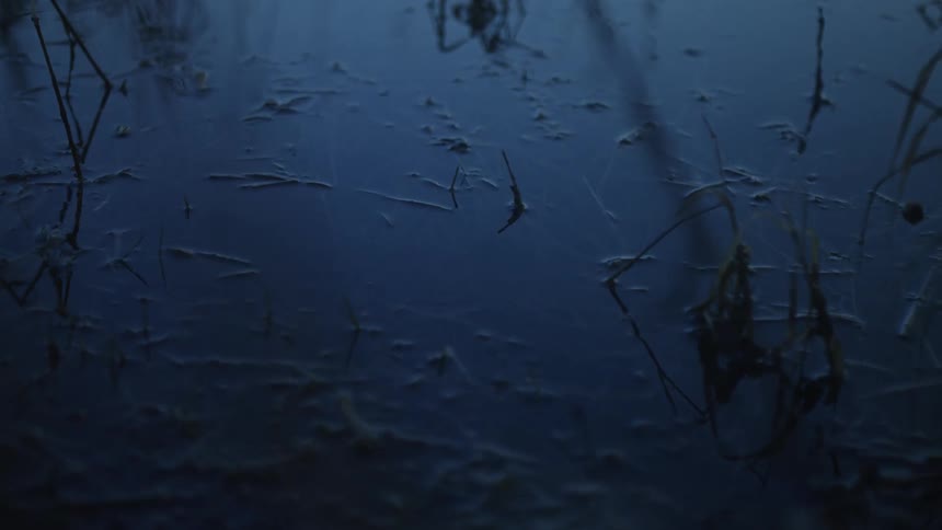 A slow, mysterious dolly shot glides over the dark, frozen surface of a swamp at twilight