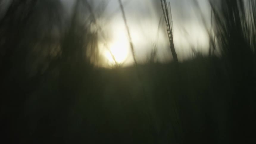 A slow pull-back shot reveals the hazy sunset through silhouetted blades of tall grass