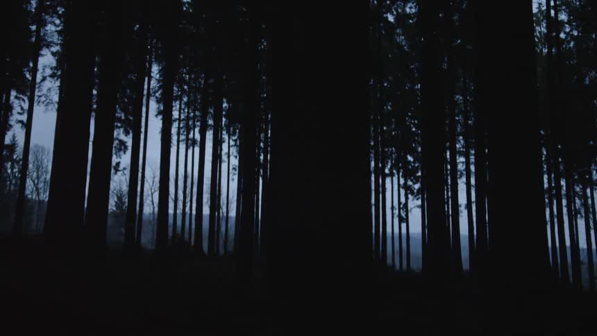 Eerie slow pan through a dark forest with tall, silhouetted trees against the night sky