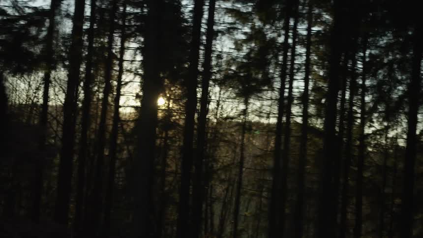 A scenic tracking shot travels through a dark forest as the golden sun shines through the silhouetted trees, creating a beautiful lens flare