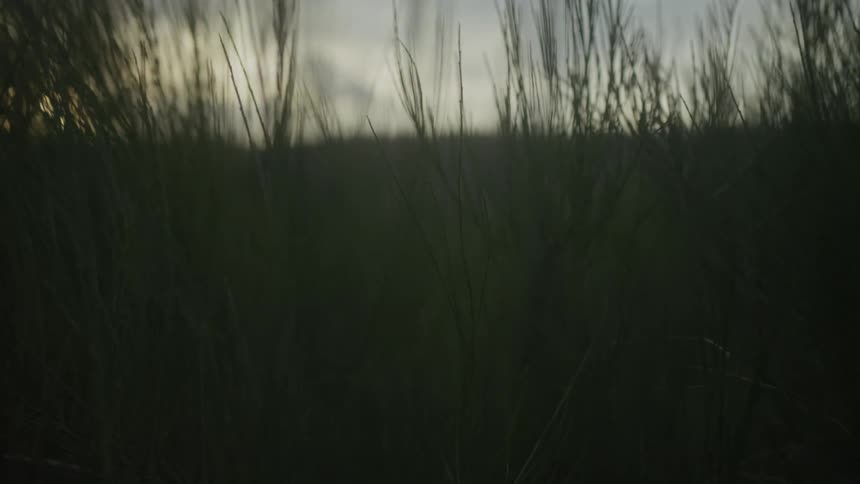 A slow, moody push-in shot through tall blades of grass in a field at dusk with the sun setting in the background
