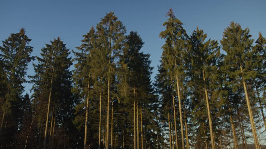 A tranquil static shot of tall evergreen trees bathed in the golden light of the afternoon sun against a clear blue sky