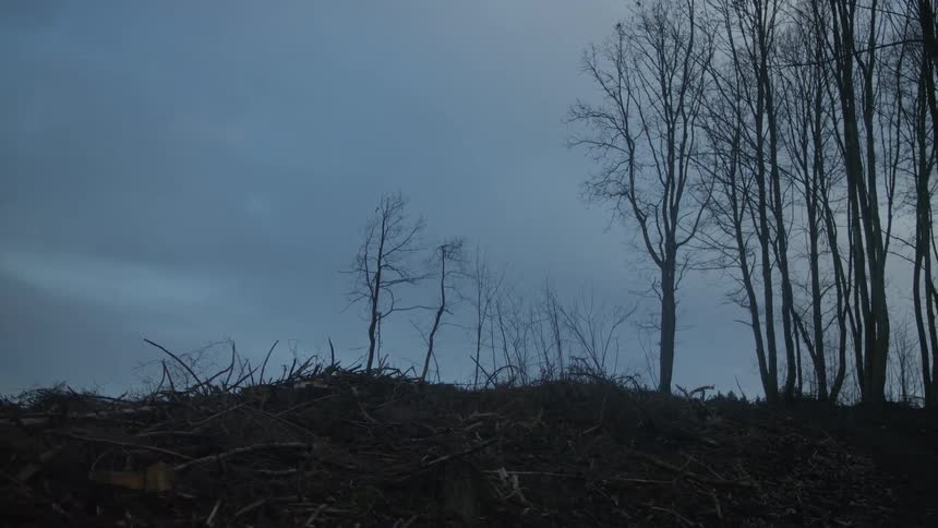 Silhouetted bare winter trees stand behind a mound of cut branches and logs under a dark, cloudy sky