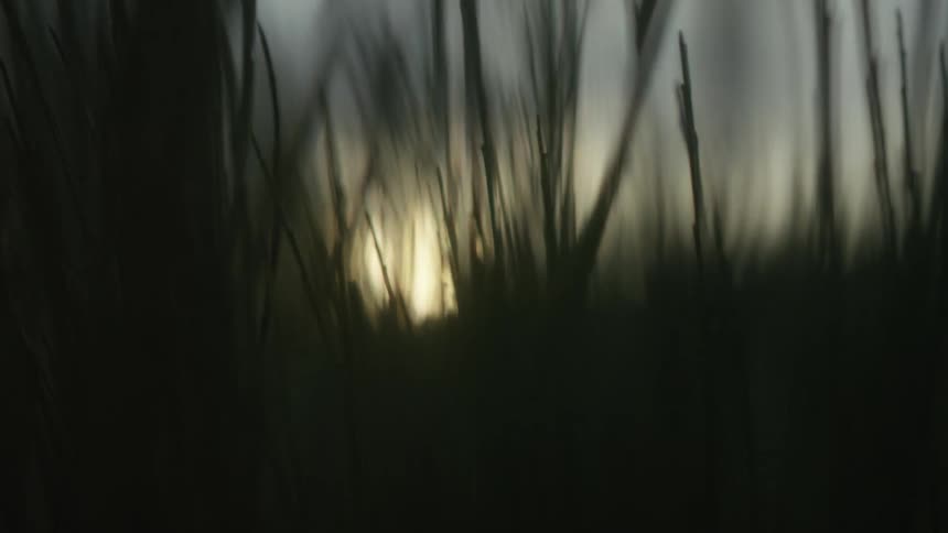 An artistic macro shot reveals the setting sun glowing behind silhouetted blades of tall grass