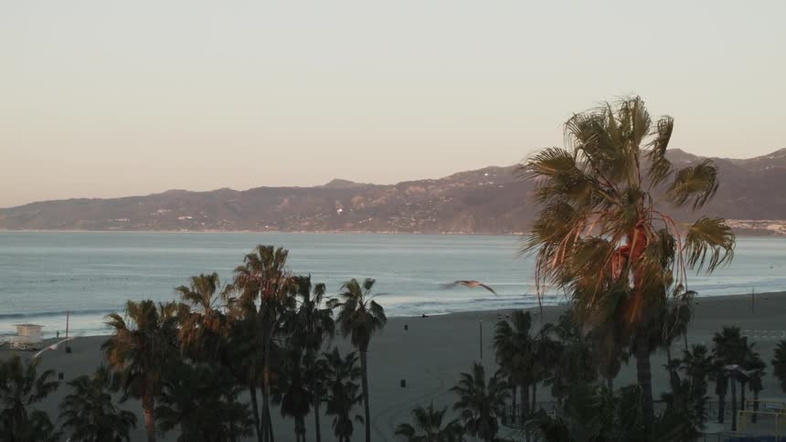 Seagulls fly around palm trees on a beach
