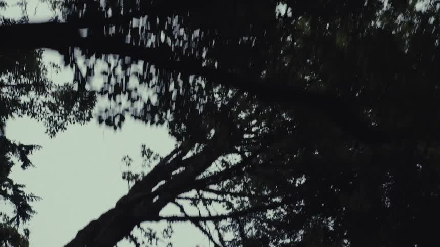 A point-of-view shot looking up at the forest canopy while moving through the woods on a cloudy day
