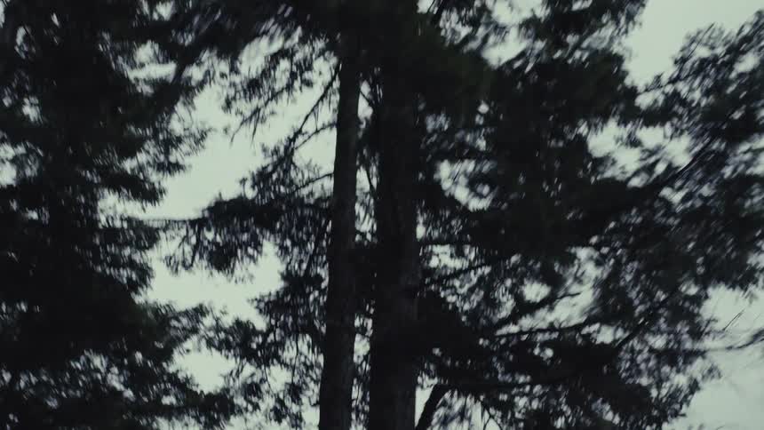 A slow downward tilt reveals the trunk of a tall pine tree against a gloomy, overcast sky