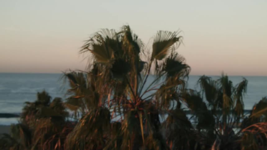 Wind blows through palm trees on a beach at sunset