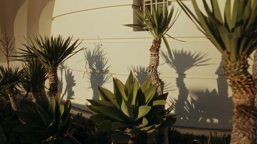 Yucca trees and agave plants cast dramatic shadows against a sunlit wall during the golden hour