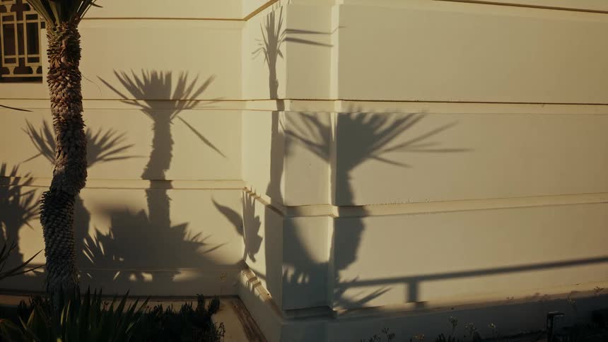 The shadow of a person walks across a sunlit wall with the shadows of palm trees