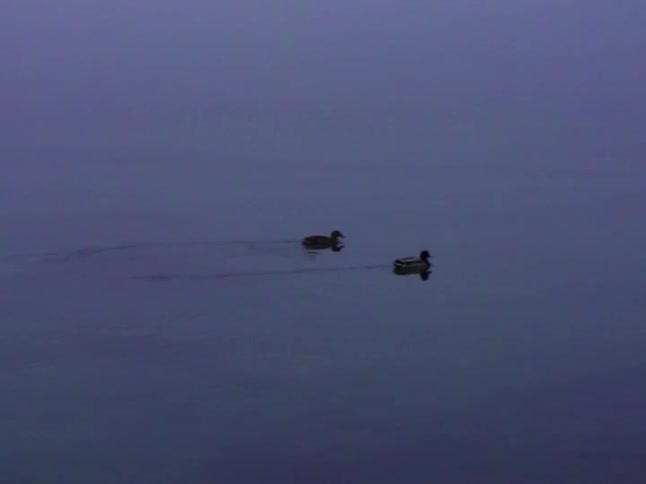 A serene wide shot of two mallard ducks swimming across a calm, misty lake at dawn or dusk