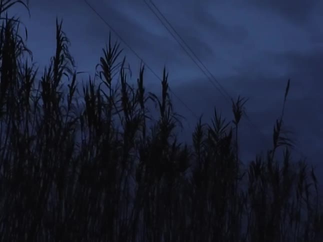 Tall reeds are silhouetted against a dark blue sky at dusk as a gentle breeze blows