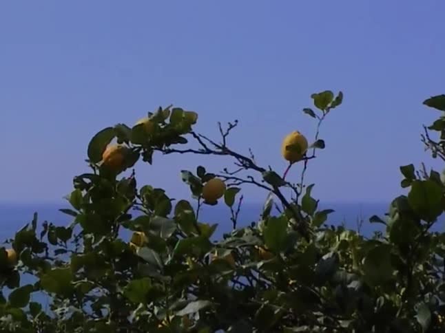 A lemon tree with ripe yellow fruit stands in the foreground with a vast blue ocean and clear sky in the background