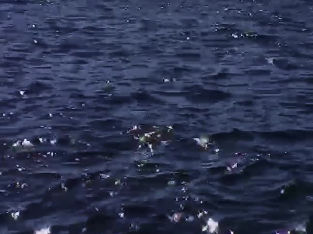 Calm, deep blue water ripples and sparkles as sunlight reflects off the surface