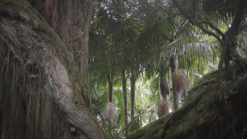 A view through mossy jungle tree trunks reveals a lush grove of palm trees in a tropical forest
