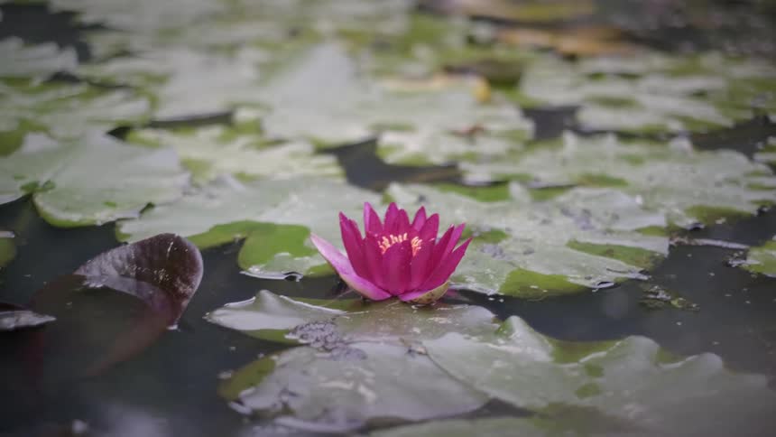 A beautiful pink water lily floats peacefully among lily pads in a serene pond