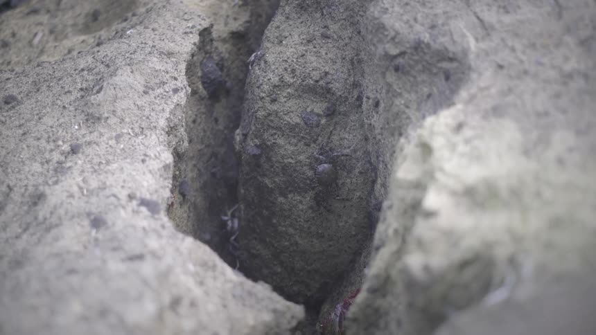 A close-up view shows tiny crabs scuttling around inside a rocky crevice