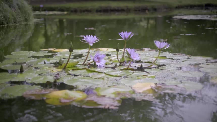 A serene shot of purple water lilies floating amongst lily pads on a calm, green pond