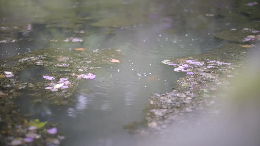 A serene, slow-motion close-up of light rain falling on a misty pond filled with floating leaves and petals